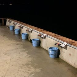 観光ホテルで根魚